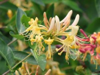 Jelängerjelieber / Echtes Geißblatt, 100-150 cm, Lonicera caprifolium, Containerware