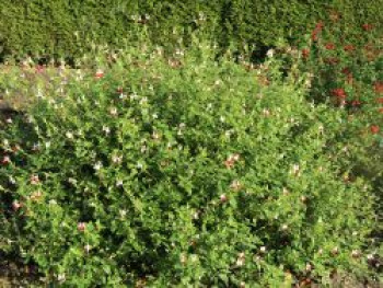 Johannisbeer-Salbei 'Hot Lips', Salvia microphylla 'Hot Lips', Topfware