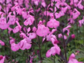 Johannisbeer-Salbei 'Pink Dream', Salvia microphylla 'Pink Dream', Topfware