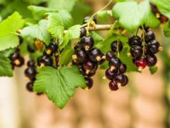 Johannisbeere &#8218;Bona&#8216; (S), 30-40 cm, Ribes nigrum &#8218;Bona&#8216; (S), Containerware