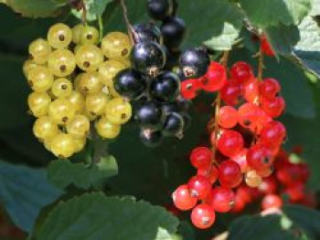 Johannisbeere &#8218;Trio&#8216;, 40-60 cm, Ribes rubrum &#8218;Trio&#8216;, Containerware