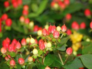 Echte Johanniskraut &#8218;Miracle Attraction&#8216;, Hypericum perforatum &#8218;Miracle Attraction&#8216;, Containerware