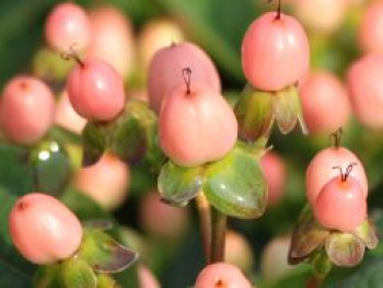 Echtes Johanniskraut &#8218;Miracle Blossom&#8216;, Hypericum perforatum &#8218;Miracle Blossom&#8216;, Containerware