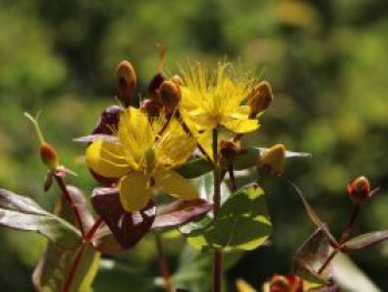 Johanniskraut 'Loke', 30-40 cm, Hypericum hircinum 'Loke', Containerware