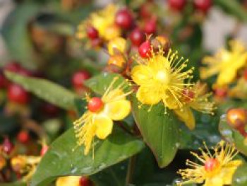 Johanniskraut 'Miracle Marvel', 20-40 cm, Hypericum 'Miracle Marvel', Containerware