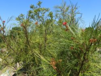 Johnson&#8217;s Silbereiche, 40-60 cm, Grevillea johnsonii, Containerware