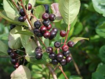 Kahle Apfelbeere / Schwarze Apfelbeere, 100-125 cm, Aronia melanocarpa, Containerware