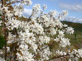 Kahle Felsenbirne, 60-100 cm, Amelanchier laevis, Containerware