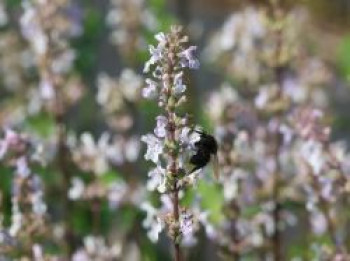 Kahle Katzenminze 'Anne's Choice', Nepeta nuda 'Anne's Choice', Topfware