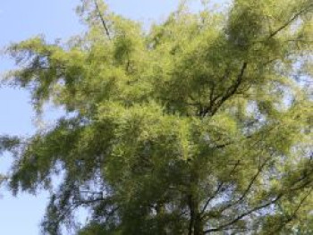 Kaisererle &#8218;Imperialis&#8216;, Stamm 80 cm, Alnus glutinosa &#8218;Imperialis&#8216;, Stämmchen