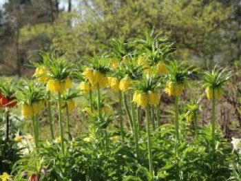 Kaiserkrone 'Lutea Maxima', Fritillaria imperialis 'Lutea Maxima', Containerware