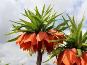 Kaiserkrone &#8218;Rubra Maxima&#8216;, Fritillaria imperialis &#8218;Rubra Maxima&#8216;, Topfware