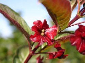 Kalifornische Heckenkirsche, 40-60 cm, Lonicera ledebourii, Containerware