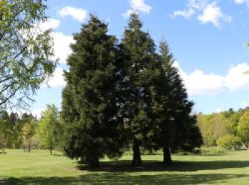 Kalifornischer Berg-Mammutbaum, 10-20 cm, Sequoiadendron giganteum, Topfware