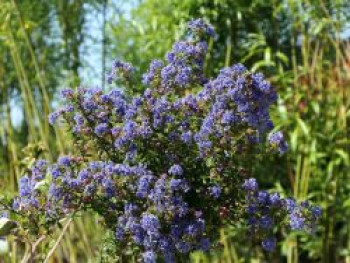 Kalifornischer Flieder &#8218;Puget Blue&#8216;, 20-30 cm, Ceanothus thyrsiflorus &#8218;Puget Blue&#8216;, Containerware