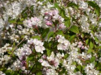 Kalmiendeutzie, 40-60 cm, Deutzia kalmiiflora, Containerware