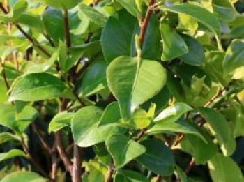 Kamelie 'Collettii', 40-60 cm, Camellia japonica 'Collettii', Containerware