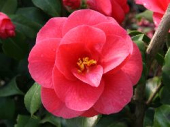 Kamelie 'Mary Williams', Stamm 180 cm, 200-220 cm, Camellia japonica 'Mary Williams', Stämmchen