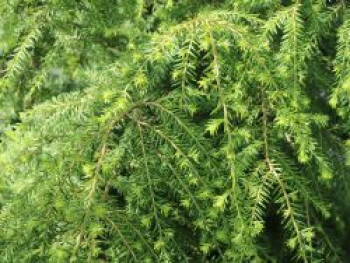 Kanadische Hemlocktanne / Tanne, 100-125 cm, Tsuga canadensis, Containerware