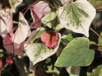 Kanadischer Judasbaum 'Carolina Sweetheart', 30-40 cm, Cercis canadensis 'Carolina Sweetheart', Containerware