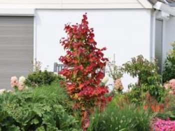 Kanadischer Judasbaum 'Eternal Flame' ®, 175-200 cm, Cercis canadensis 'Eternal Flame' ®, Containerware