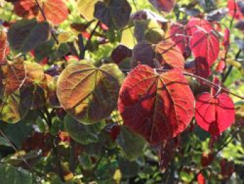 Kanadischer Judasbaum 'Forest Pansy', 100-125 cm, Cercis canadensis 'Forest Pansy', Containerware