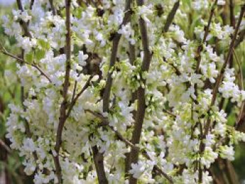 Kanadischer Judasbaum &#8218;Royal White&#8216;, 60-80 cm, Cercis canadensis &#8218;Royal White&#8216;, Containerware