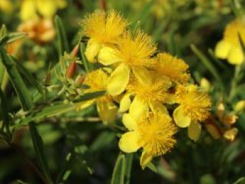 Kanadisches Johanniskraut / Kalmisches Johanniskraut 'Gemo', 20-30 cm, Hypericum kalmianum 'Gemo', Containerware