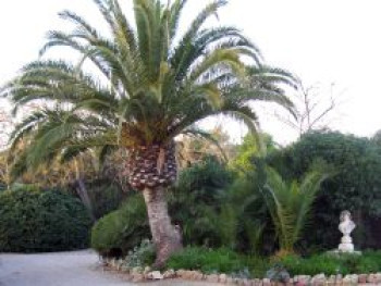 Kanarische Dattelpalme, Phoenix canariensis, Containerware