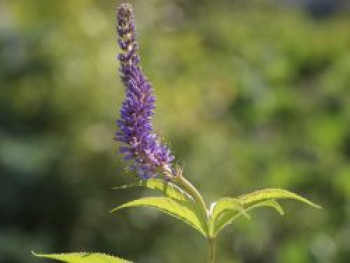 Kandelaber-Ehrenpreis &#8218;Adoration&#8216;, Veronicastrum virginicum &#8218;Adoration&#8216;, Topfware