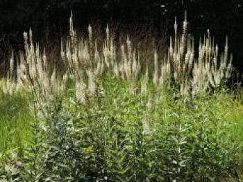 Kandelaber-Ehrenpreis 'Album', Veronicastrum virginicum 'Album', Topfware