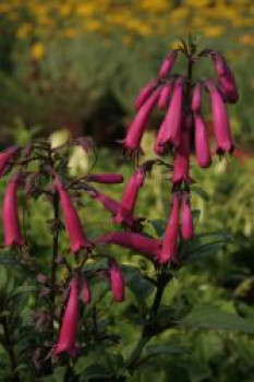 Kapfuchsie 'Sensation', Phygelius aequalis 'Sensation', Topfware