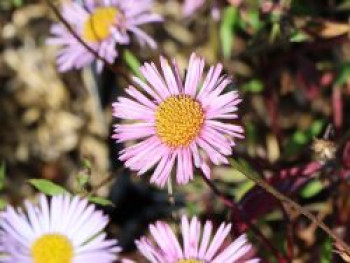 Karwinskis Feinstrahl 'Lavender Lady', Erigeron karvinskianus 'Lavender Lady', Topfware