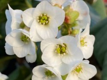 Kaschmir-Bergenie 'Jelle', Bergenia ciliata 'Jelle', Topfware