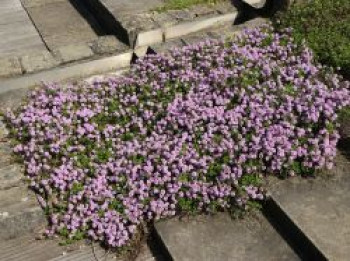 Kaskaden-Thymian, Thymus longicaulis subsp. odoratus, Topfware