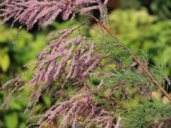 Kaspische Tamariske &#8218;Pink Cascade&#8216;, 60-100 cm, Tamarix ramosissima &#8218;Pink Cascade&#8216;, Containerware