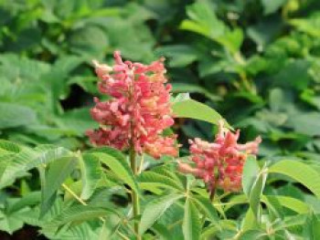 Kastanie 'Erythroblasta', 40-60 cm, Aesculus neglecta 'Erythroblasta', Containerware