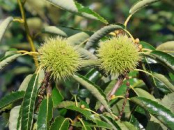 Kastanie 'Klon 90044', 125-150 cm, Castanea sativa 'Klon 90044', Wurzelware