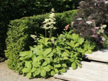 Kastanienblättriges Schaublatt, Rodgersia aesculifolia, Topfware