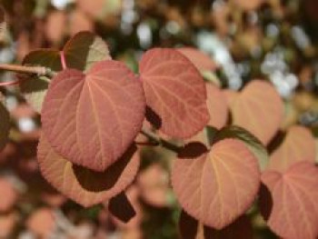 Japanischer Kuchenbaum / Katsurabaum / Lebkuchenbaum, 150-175 cm, Cercidiphyllum japonicum, Containerware