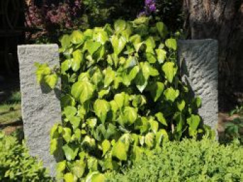 Kaukasus Efeu &#8218;Sulphur Heart&#8216;, 40-60 cm, Hedera colchica &#8218;Sulphur Heart&#8216;, Containerware