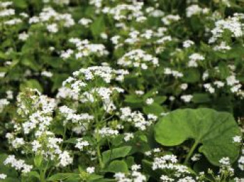 Kaukasus-Vergissmeinnicht &#8218;Betty Bowring&#8216;, Brunnera macrophylla &#8218;Betty Bowring&#8216;, Topfware