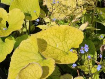Kaukasus-Vergissmeinnicht 'Diane's Gold', Brunnera macrophylla 'Diane's Gold', Topfware
