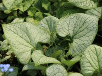 Kaukasus-Vergissmeinnicht 'Silver Heart', Brunnera macrophylla 'Silver Heart', Topfware