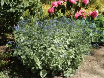 Kaukasus-Vergissmeinnicht 'Sterling Silver', Brunnera macrophylla 'Sterling Silver', Topfware