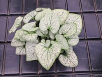Kaukasusvergissmeinnicht 'SILVER SPEAR' ®, Brunnera macrophylla 'SILVER SPEAR' ®, Topfware