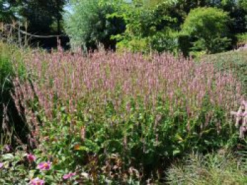 Kerzen Knöterich ‚Rosea‘, Bistorta amplexicaulis ‚Rosea‘, Topfware