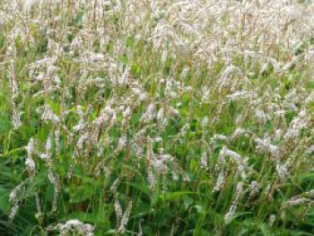 Kerzen-Knöterich 'White Eastfield', Persicaria amplexicaulis 'White Eastfield', Topfware