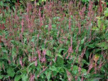 Kerzenknöterich 'Flamingo Feathers', Bistorta amplexicaulis 'Flamingo Feathers', Topfware