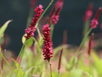 Kerzenknöterich, Bistorta amplexicaulis, Topfware